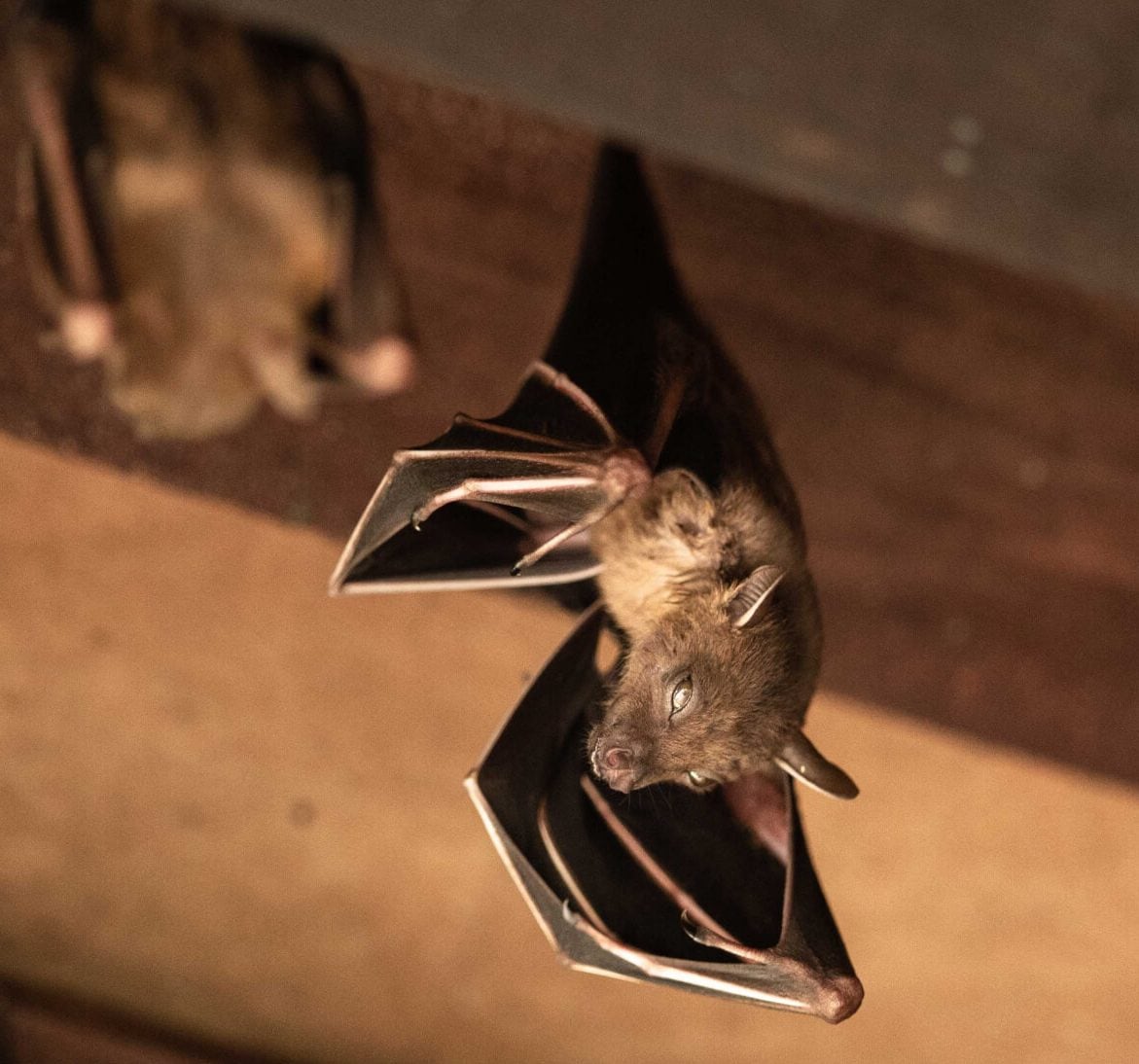 Expert bat removal services for a safe and humane solution in Flushing